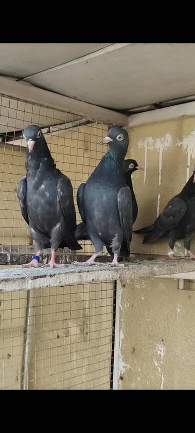 black teddy pathy pathyian