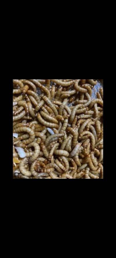 Meal Worms Rs 2.5