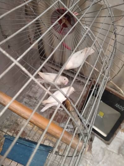 ALBINO SPLIT EYES | GOOD QUALITY | EXCHANGE POSSIBLE  WITH BANTAM PAIR