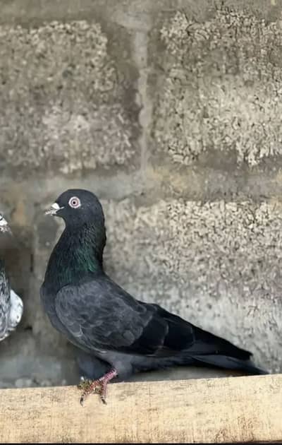 Neela make hai breeder :100