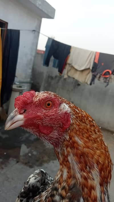 URGENT SALE MIANWALI+ BURMI ASEEL