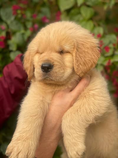 Golden Retrievers puppies