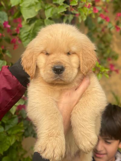 Golden Retrievers Female puppies