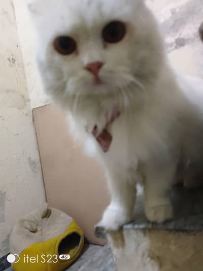Persian cat for sale