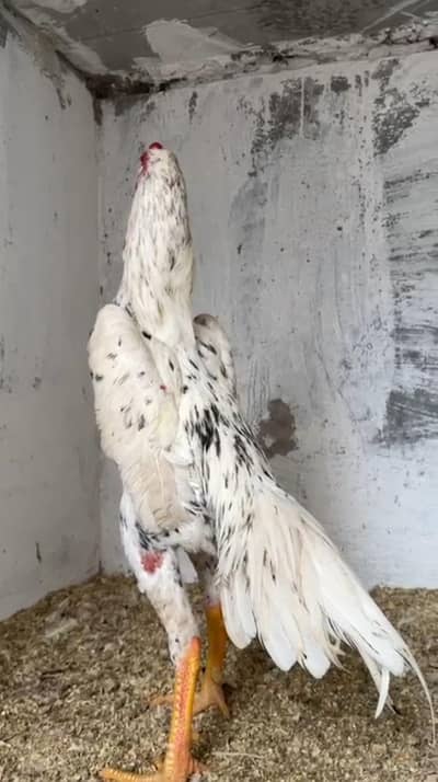 Quality breed China pair