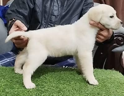 white Labrador retriever