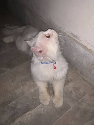 White male persian Only Whatapp 03411121218