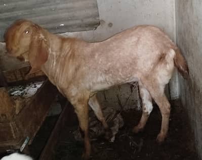 Makha Cheena Bakra 100% Pure Ando