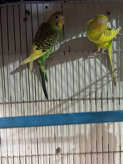 Budgies Parrots