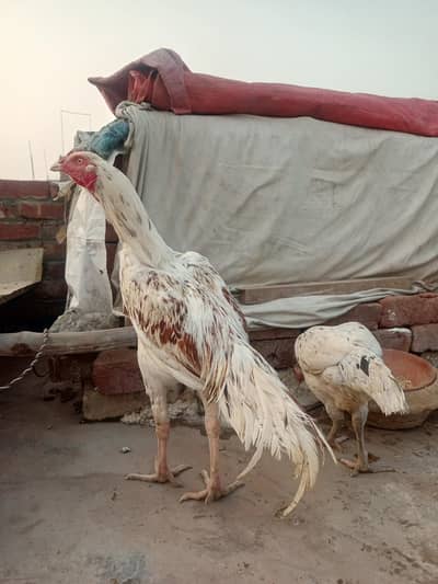 Aseel chena Male with 2females