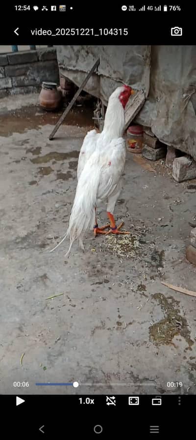 pure white King  oh shamo Long height phata