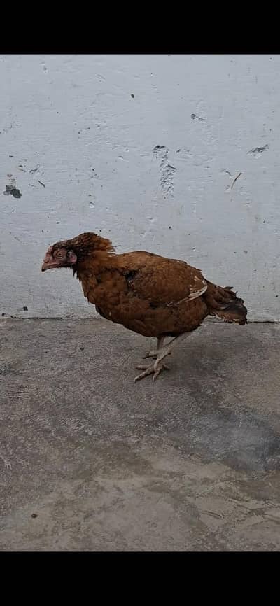 Mashallah bohot ache quality ki madi hai jesko chahi ya rabta kari