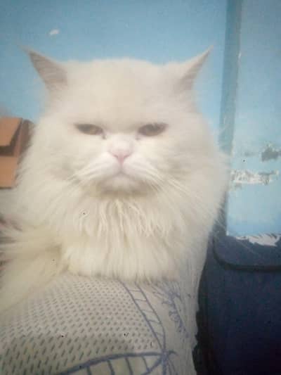 Persian cat for matting punch face triple coat