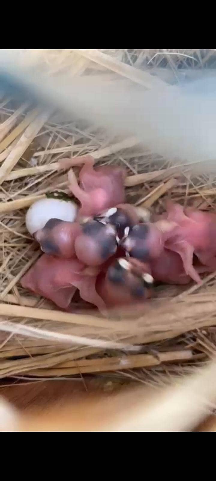 Breeder grey java pair 0