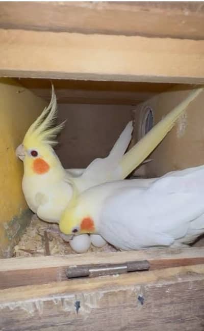 Cocktail Breedar Pair (03126499978)