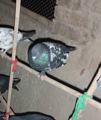 nangi Bora breed of dgk