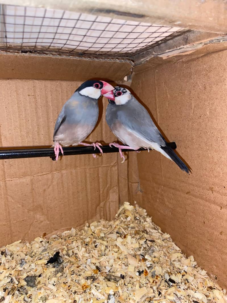 Breeder grey java pair 1
