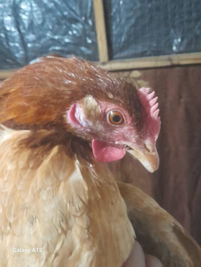 Desi breeder hen