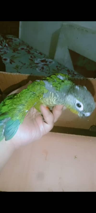 urgent sale for tamed birds conour healthy and active birds