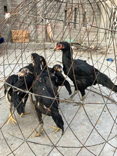 Aseel Thai cross chick and female