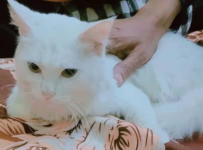 Persian cat male Punch face female white Shami Punch face
