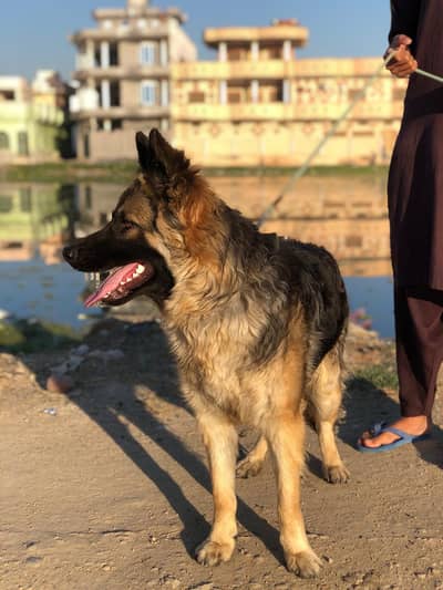 dog complete name ??