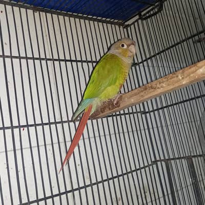 pineapple conure breeder male with DAN