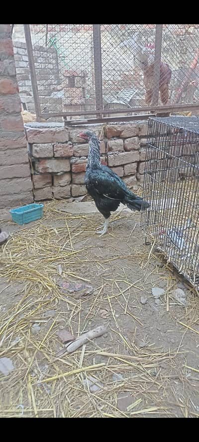 Top class picock jesi beautiful aseel madi