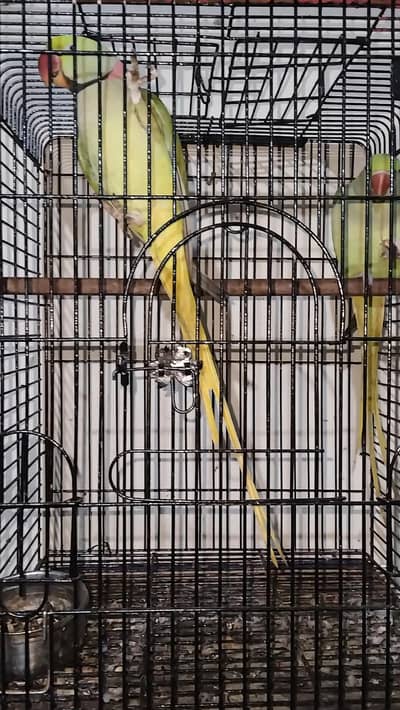 Talking pair Rs 35000