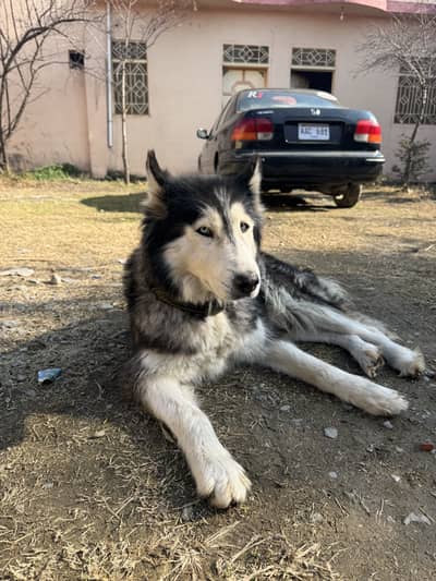 Husky Female Dog