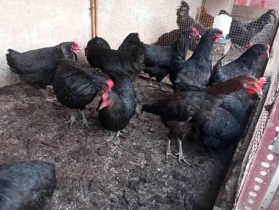 Australorp | commercial austrlop |