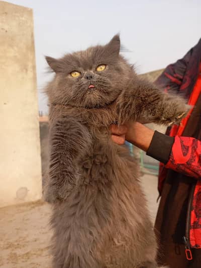 female kitten for sale