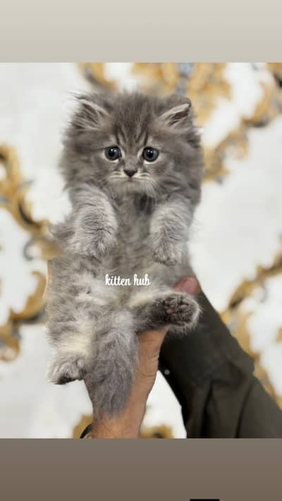 pure Persian breed healthy and active