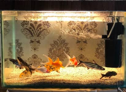 Jo Bhai Khali Fishes Lana Chata hato Fishes be Miljay Gi Ok ?