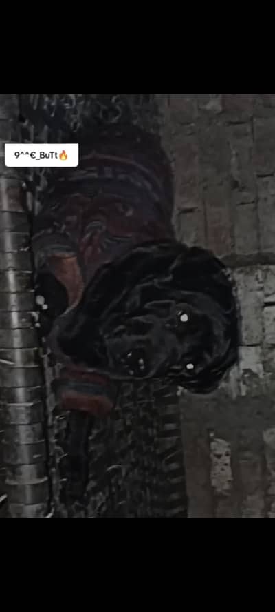 I want to Sale British Labrador Breeder female