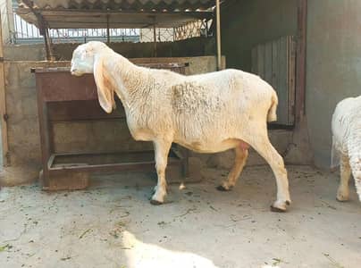 larkana dumbi 100kg ( 1 bachi) hai 3 months ki or 2 months pregnant