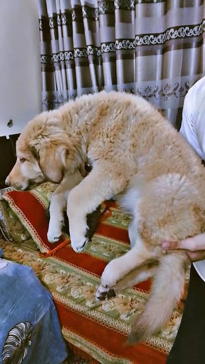 original Afghani kuchi