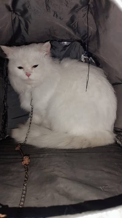 Persian Adult Male Cat For Sale