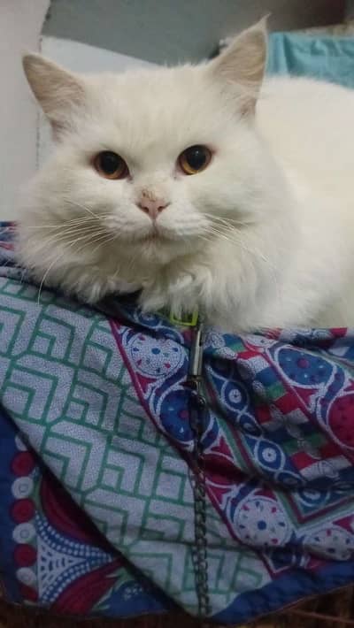 Persian Adult Male Cat For Sale