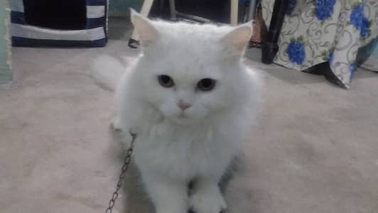 Persian Adult Male Cat For Sale