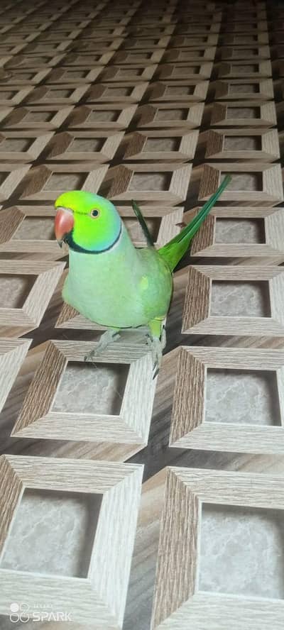 Ringneck parrot