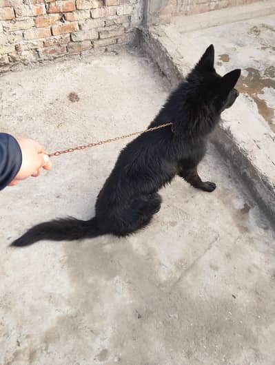 black Belgian shaped