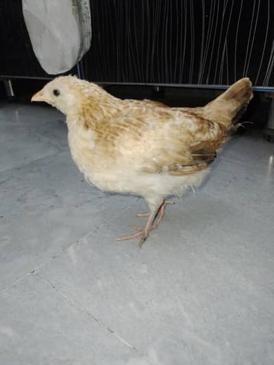 Pure Desi Pathi (Female) - 2.5 Months Old - Healthy & Active