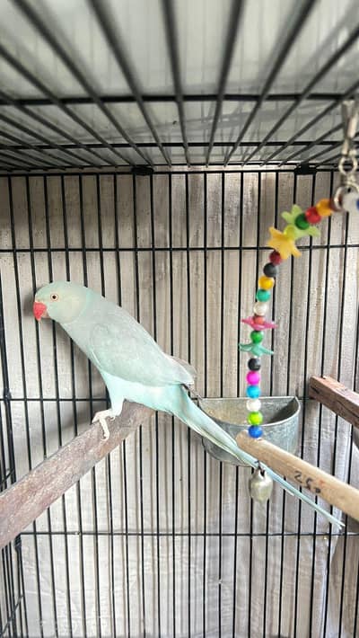 blue ringneck parrot female available