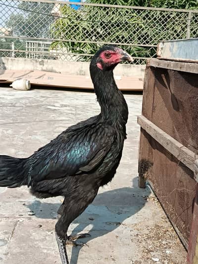 Thai Pakoye Aseel pathi top quality