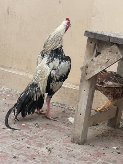 Aseel patha , aseel murga