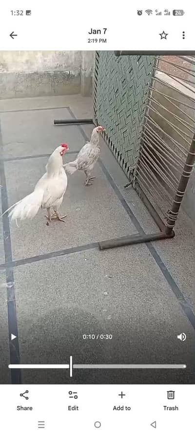 aseel Heera is number per ravta Kara 03204582469