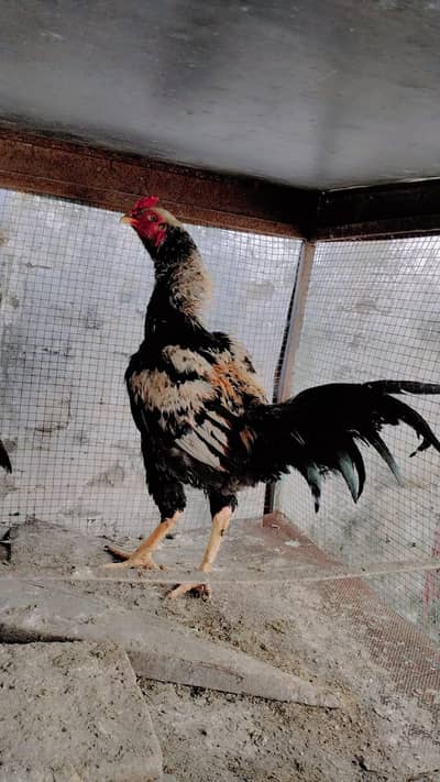 aseel pure. old blood, mianwali