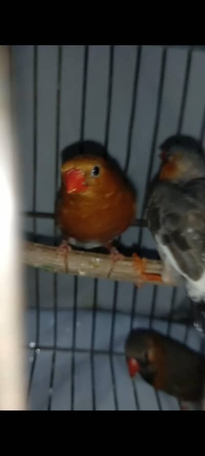 Full orange  & bb+bf  male Finches