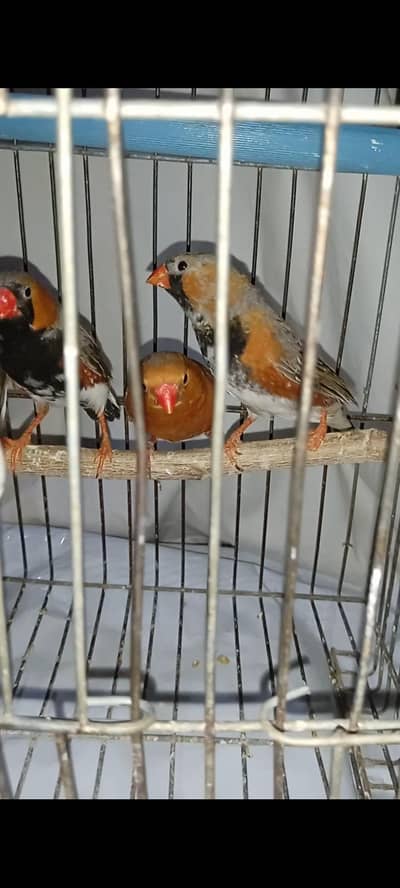 3 bb+bf= 2k each,   1 bb+split BF 1k,male Finches